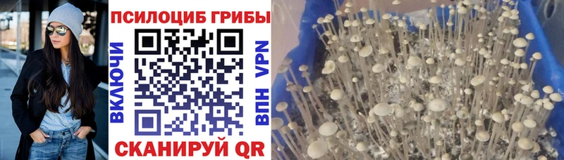 Галлюциногенные грибы GOLDEN TEACHER  ссылка на мегу сайт  Губаха 